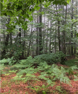 green woods with fog in the distance and fallen leaves in the front